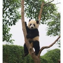Panda in Tree Wall Mural