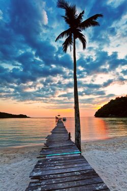 Palm-Tree-Pier-Wall-Mural
