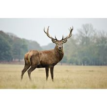 Majestic Deer Wall Mural