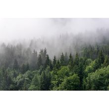 Evergreen Mist Wall Mural