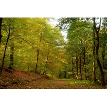 Autumn Forest Foliage Wall Mural