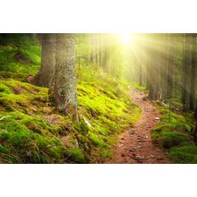 Stone Hiking Path In Forest Wall Mural