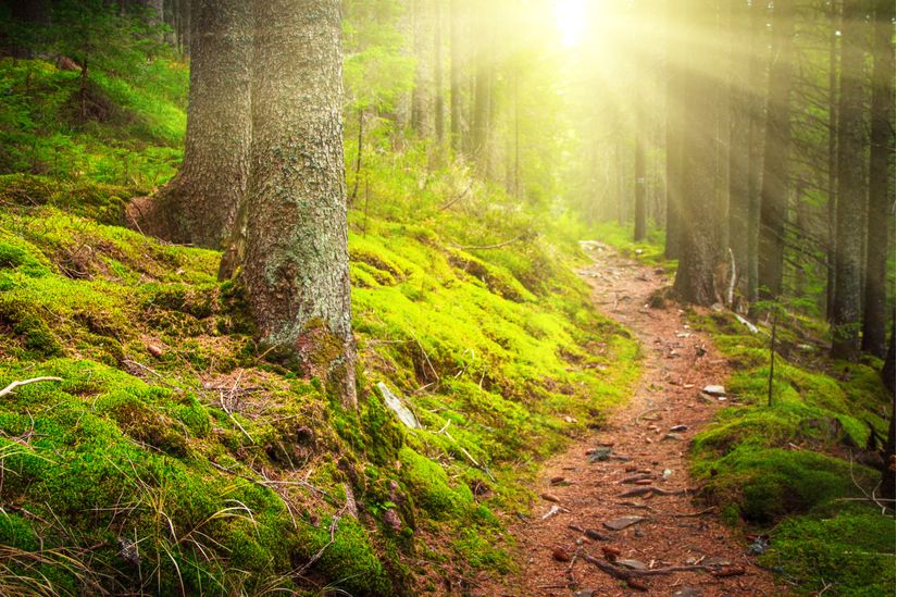 Stone-Hiking-Path-In-Forest-Wall-Mural