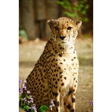 The Cheetah Wall Mural