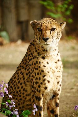 The-Cheetah-Wallpaper-Mural