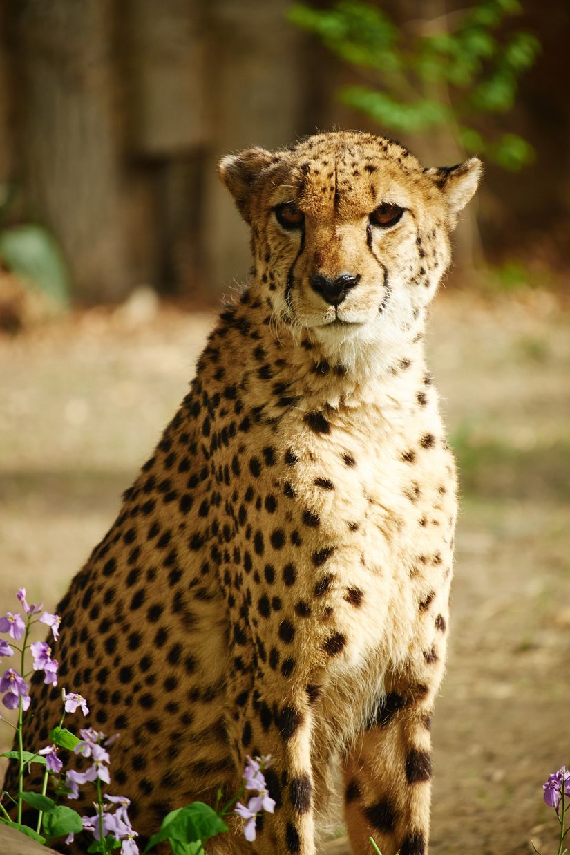 Cheetah wallpaper deals