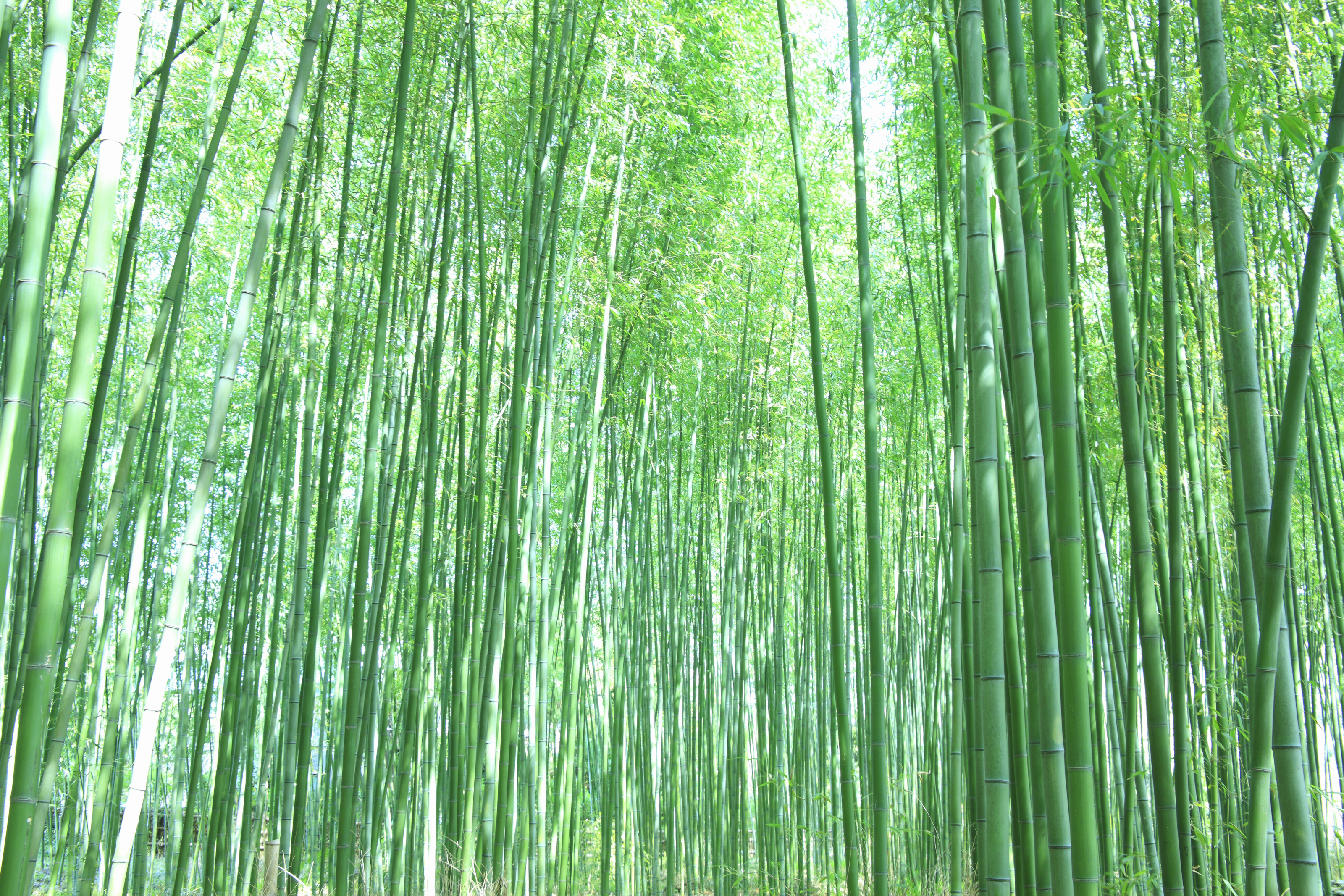 Bamboo Forest (Miller) Mural Wallpaper