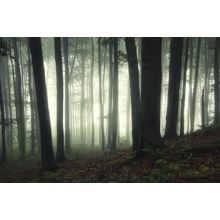 Foggy Forest Wall Mural
