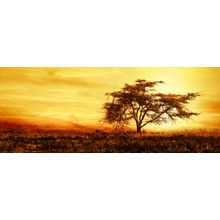 Lone African Tree Wall Mural