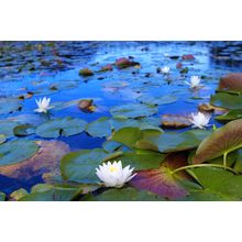 White Water Lilies Wall Mural