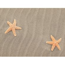 Two Starfish Wall Mural