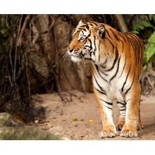 Portrait Of A Royal Bengal Tiger Wall Mural