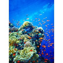 Coral in the Deep Sea Wall Mural