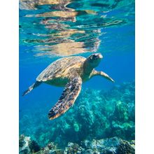 Green Sea Turtle Wall Mural