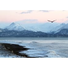 Eagle in Winter Wall Mural