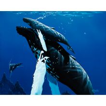 Mother Humpback With Baby Wallpaper Mural