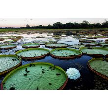 Giant Lily Pads Wall Mural
