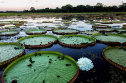 Giant-Lily-Pads-Wall-Mural