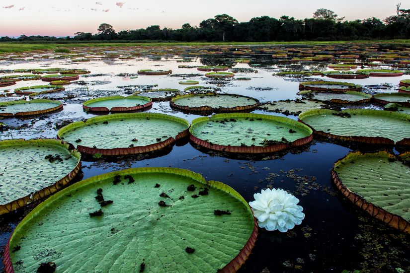Giant-Lily-Pads-Wall-Mural