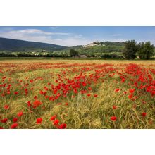 Poppy Field Wall Mural