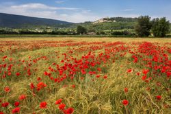 Poppy-Field-Wallpaper-Mural