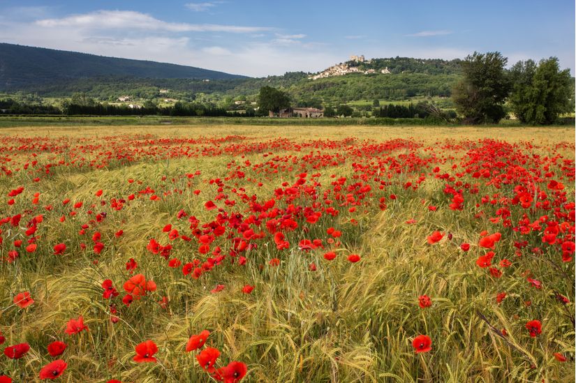 Poppy-Field-Wallpaper-Mural