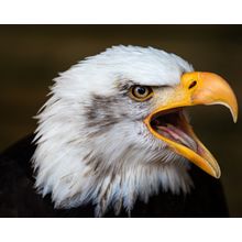 Screeching Eagle Wall Mural