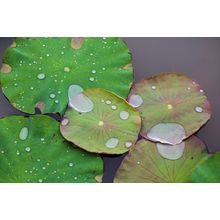 Lily Pond Wall Mural