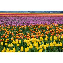 Skagit Valley Tulip Fields Wall Mural