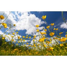 Field Of Yellow Flowers Wall Mural
