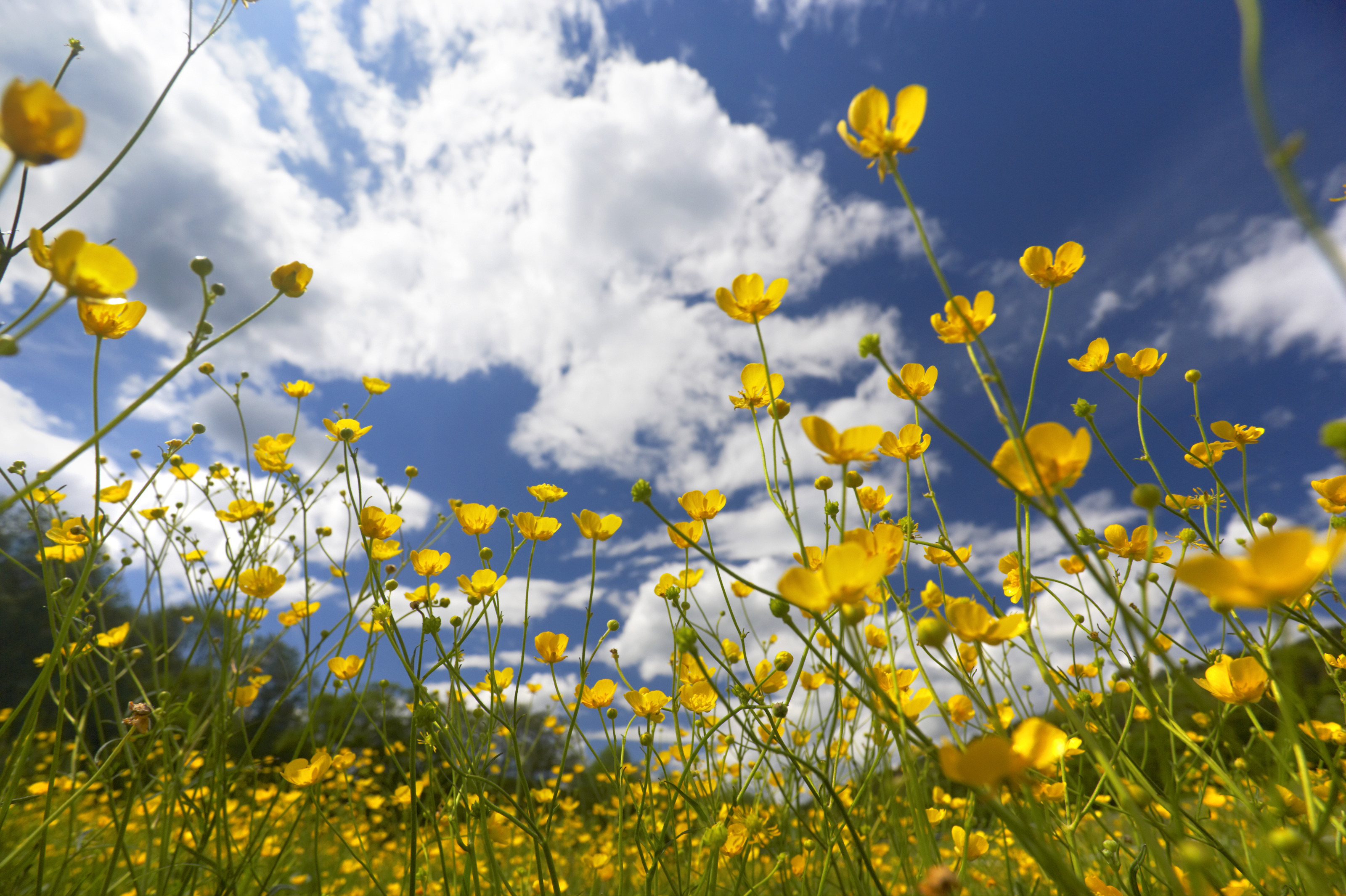 Field Of Yellow Flowers Mural Murals Your Way