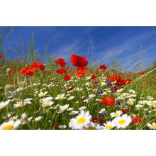 Colorful Meadow With Flowers Wallpaper Mural