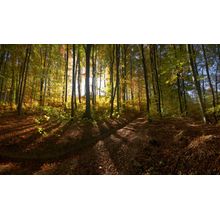 Light In The Forest Wall Mural