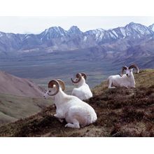 Dall Sheep Wall Mural