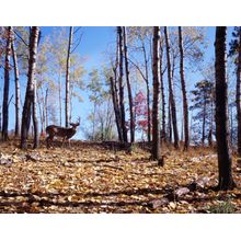 Deer 2 Wall Mural