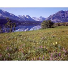 Flowers - Montana Wall Mural