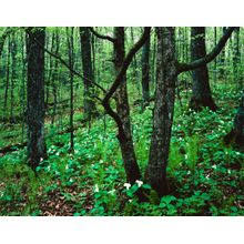 Forest Wall Mural