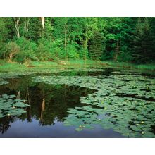 Lilypads Wall Mural