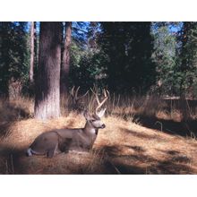 Mule Deer Wall Mural