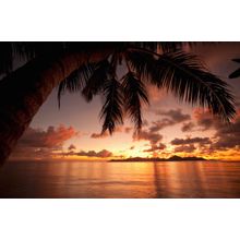 Sunset With Palm Tree Wall Mural