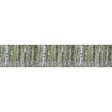 Birchwood Forest - Panoramic Wallpaper Mural