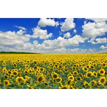 Endless Sunflower Field Wall Mural
