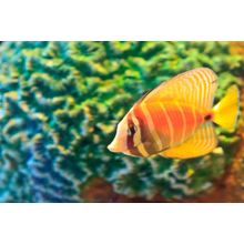 Aquarium Fish Wall Mural