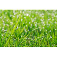 Morning Dew Wall Mural