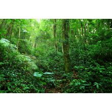 Emerald Jungle Wall Mural