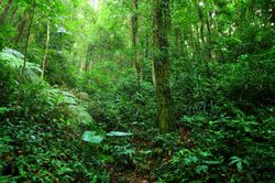 Emerald-Jungle-Wallpaper-Mural