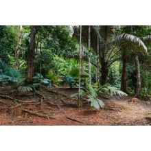 Tropical Jungles Of South East Asia Wall Mural
