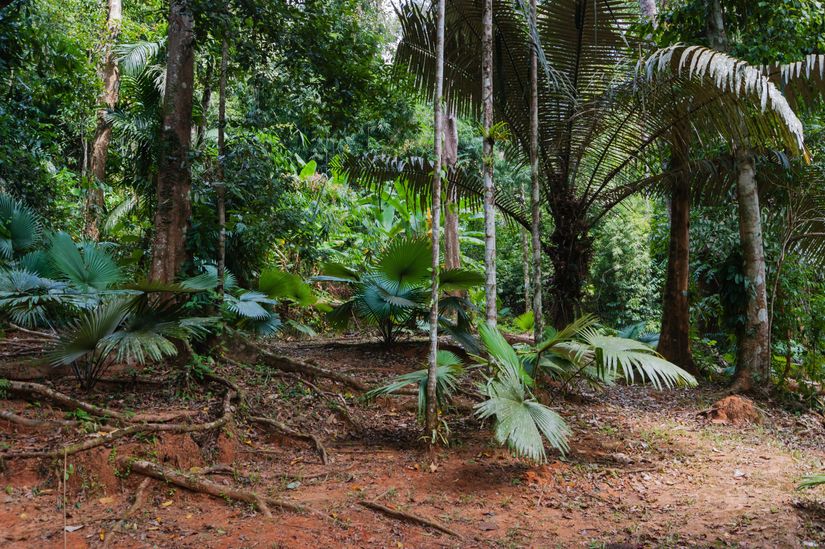images of jungles, forests, foliage, trees, and plants from all over South East Asia