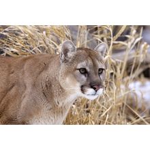 Cougar Wall Mural