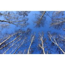 Birch Wood Against A Blue Sky Wall Mural